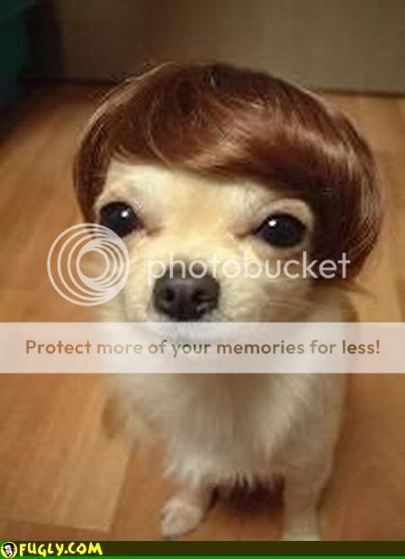 dog-wig.jpg