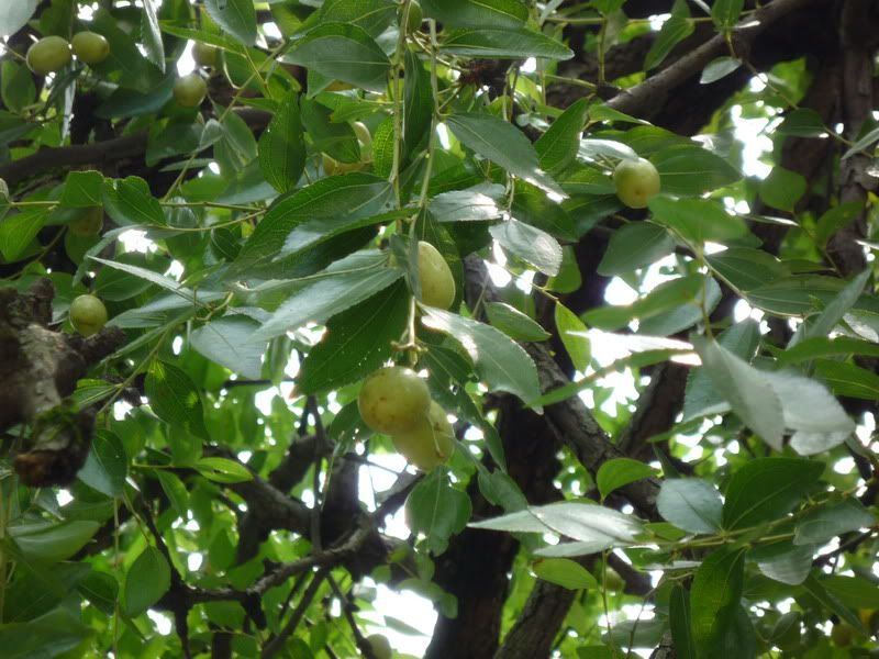 P1000887.jpg