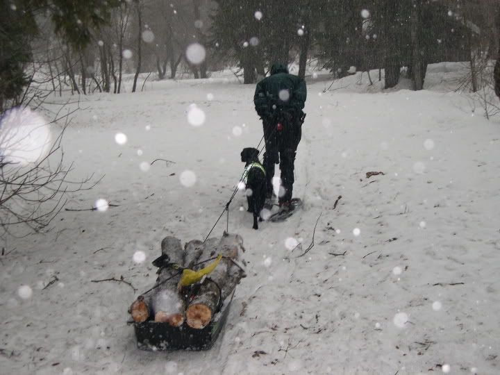 RichWoodSledPull1.jpg