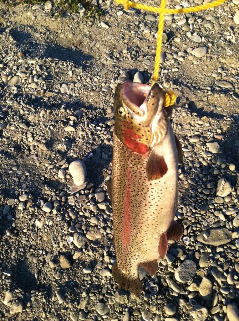 rainbowtrout_zpse173d3df.jpg