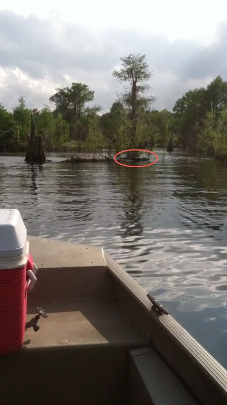 gatoronlog.jpg