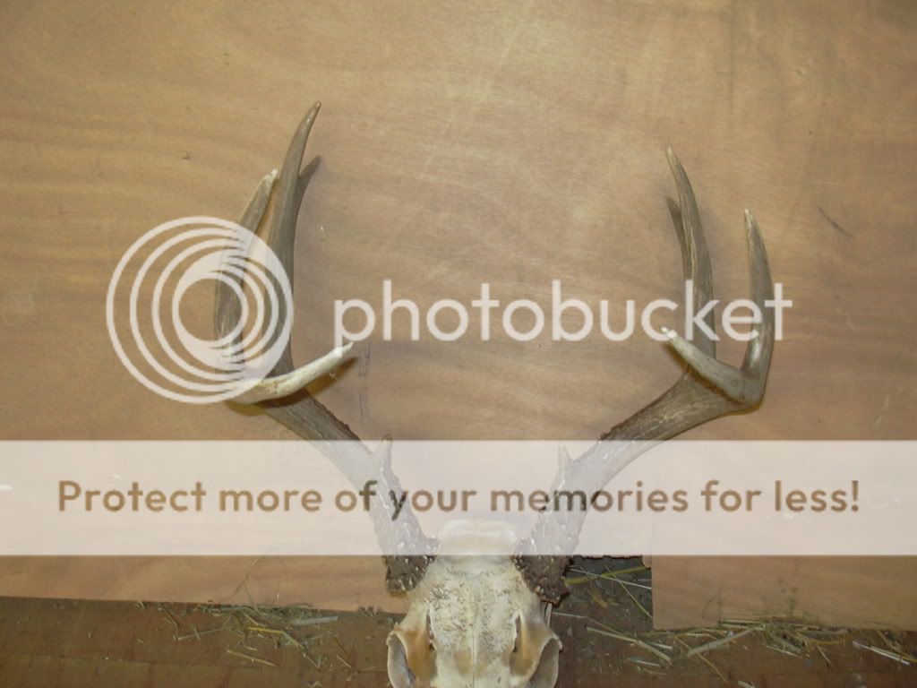 Blacktails003.jpg