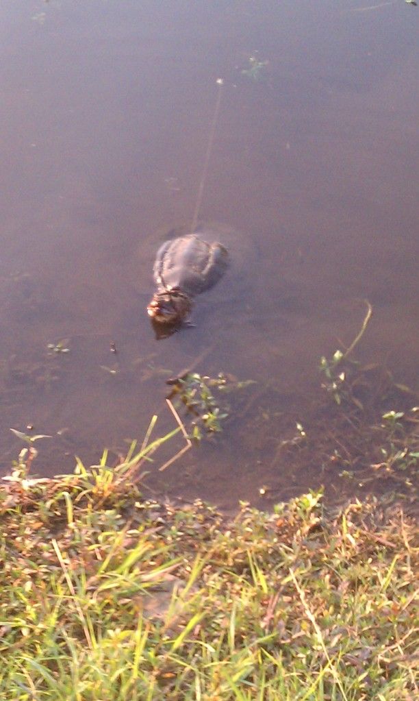 pondsnappingturtle.jpg