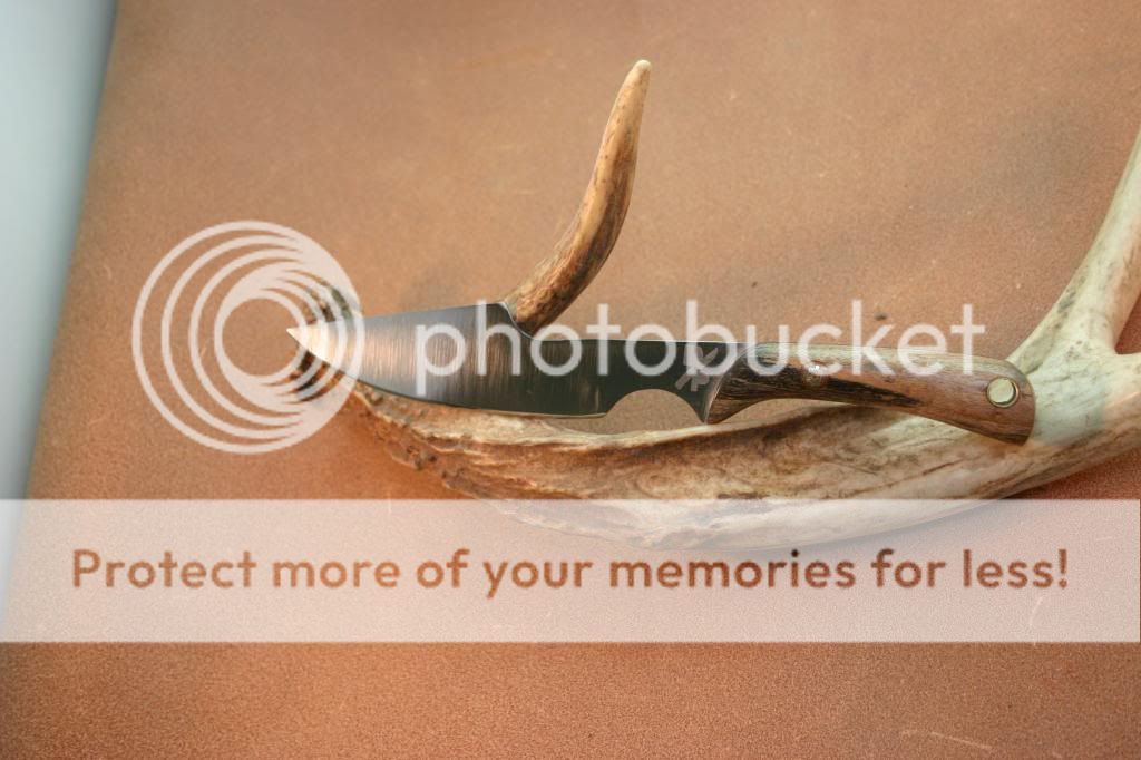 IMG_4219_zps1f2a8929.jpg