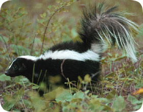 skunkcontrol.jpg