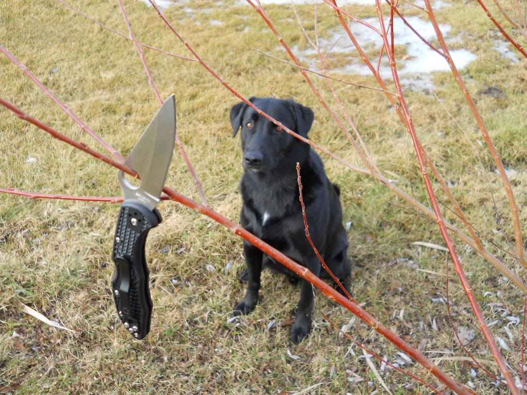 Dog002_zps5dcdeccf.jpg