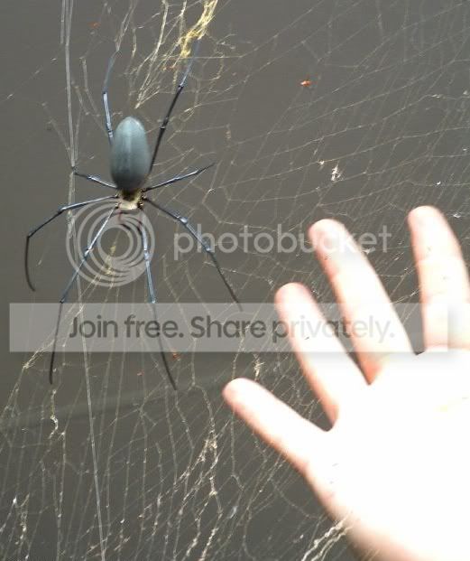 golden-orb-spider-02.jpg