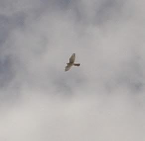 MamaKestrallFlying.jpg