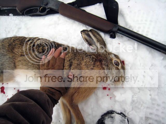 Hare004.jpg