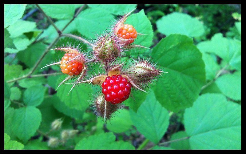 wineberries_01_zpswmewlksi.jpg