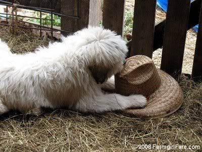 Copyofpupeatingmyhat.jpg