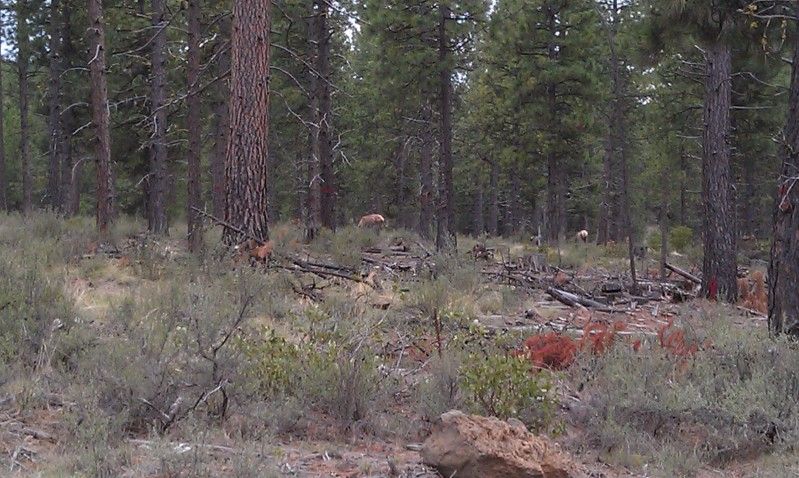elk2.jpg
