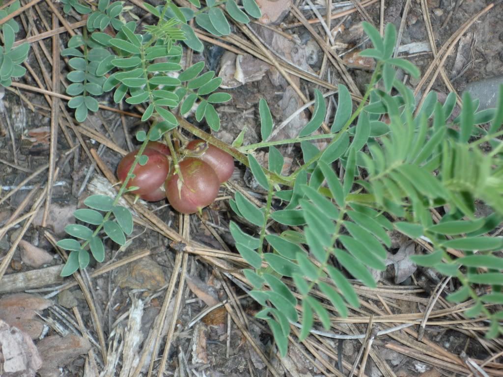 P1010017.jpg
