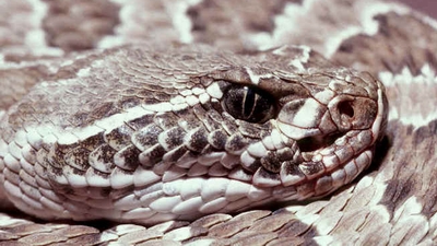 rattle_snake_head_coiled.jpg
