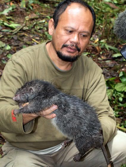 giant-rat.jpg