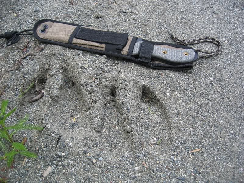 moosetrack1.jpg