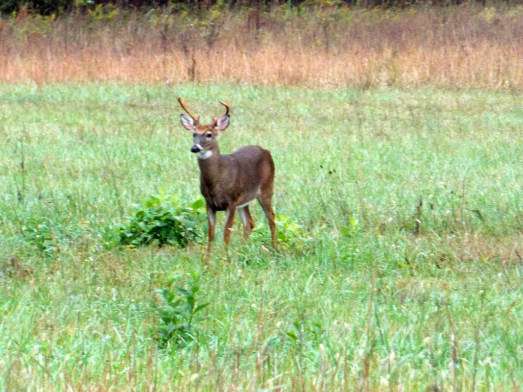 CadesCove10-7-12085.jpg