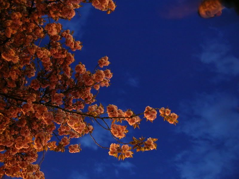 DSCN8964.jpg