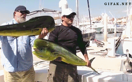 funniest-gifs-seal-rescue_zps53fc1d5d.gif