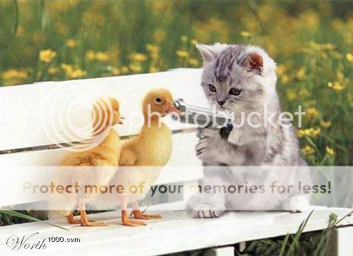 birdscatgun.jpg