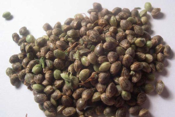 marijuana-seeds.jpg