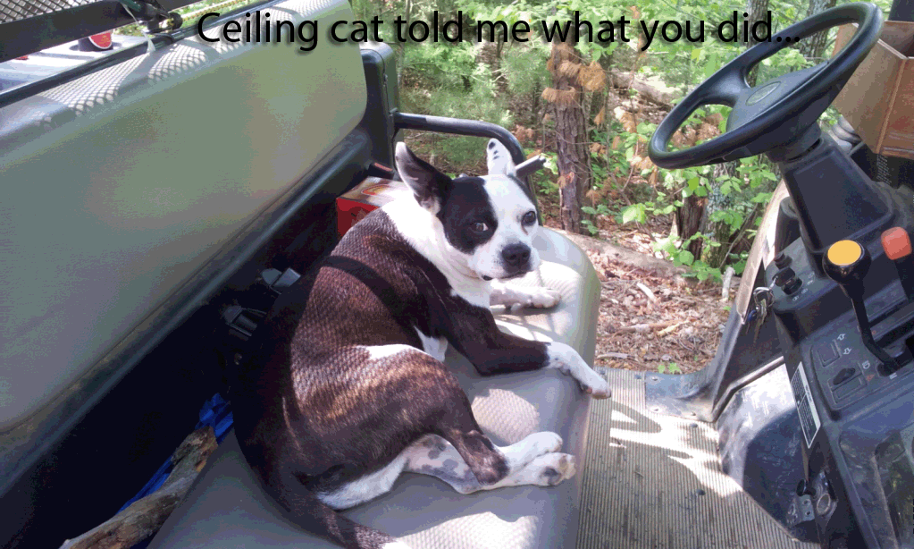 ceilingcat.gif