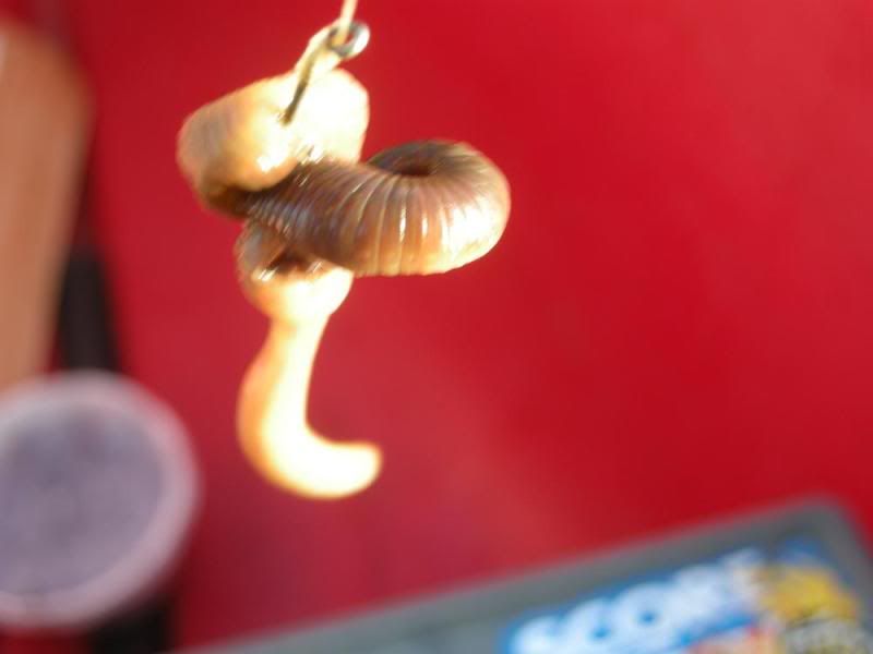 DSCN1338.jpg