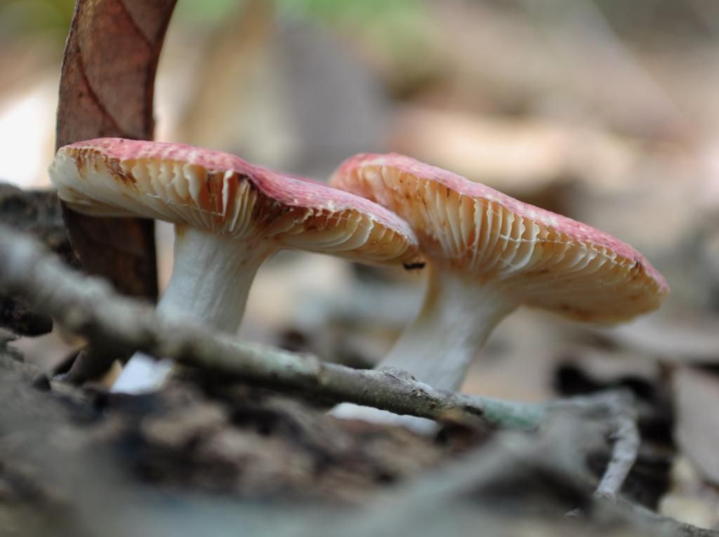 DSC_2562.jpg