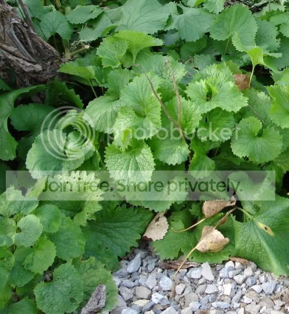 GarlicMustard.jpg