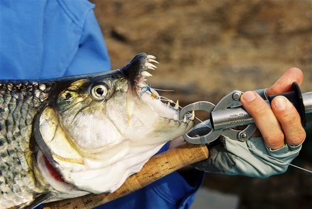 Tigerfish.jpg