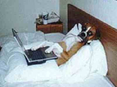 sickdog.jpg