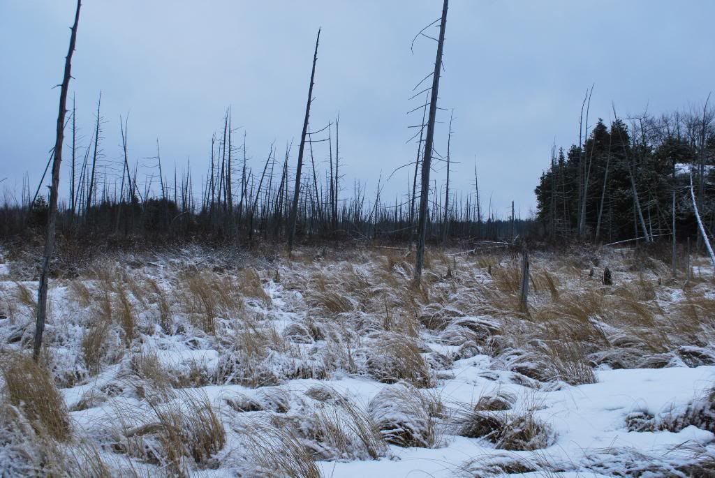 DSC_0090-3.jpg