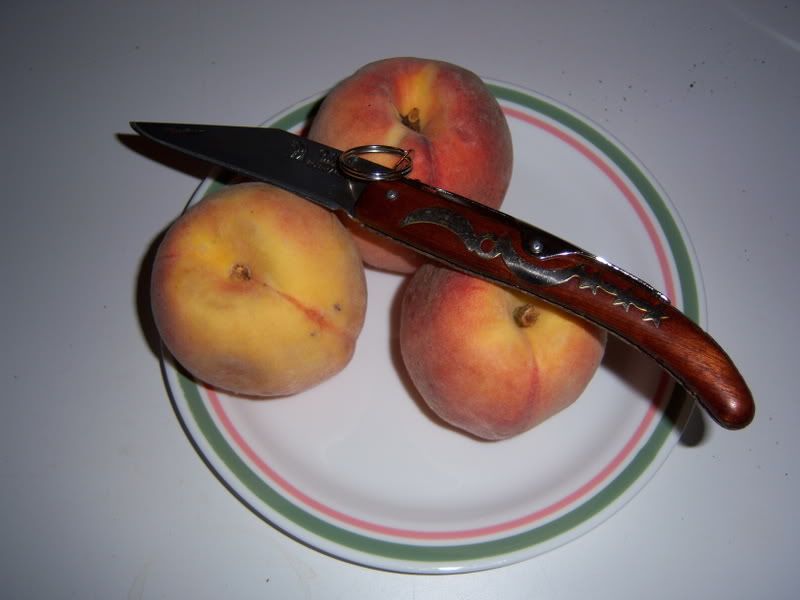 Okapi018.jpg