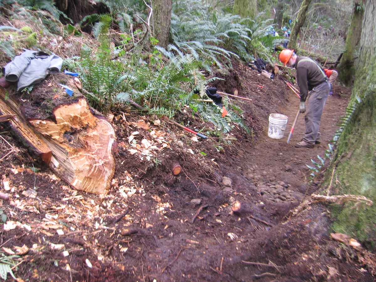 27-inch%20Doug%20Fir.JPG