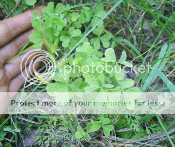 PICT0395.jpg