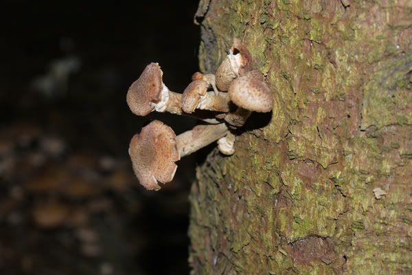 Wald7klein.jpg