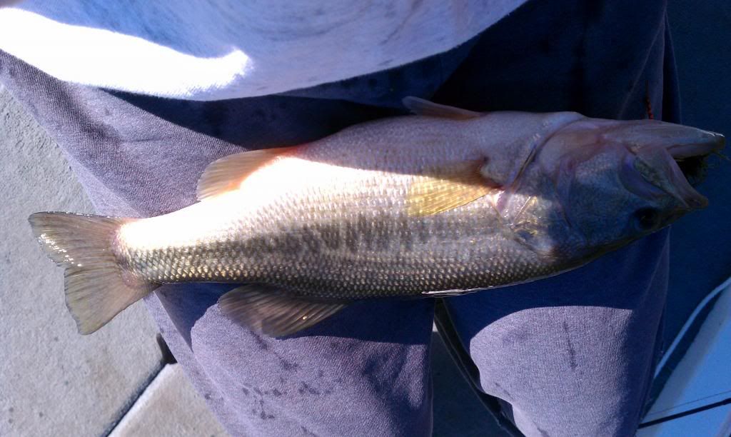 feb142013largemouth_zpsfe7d885e.jpg