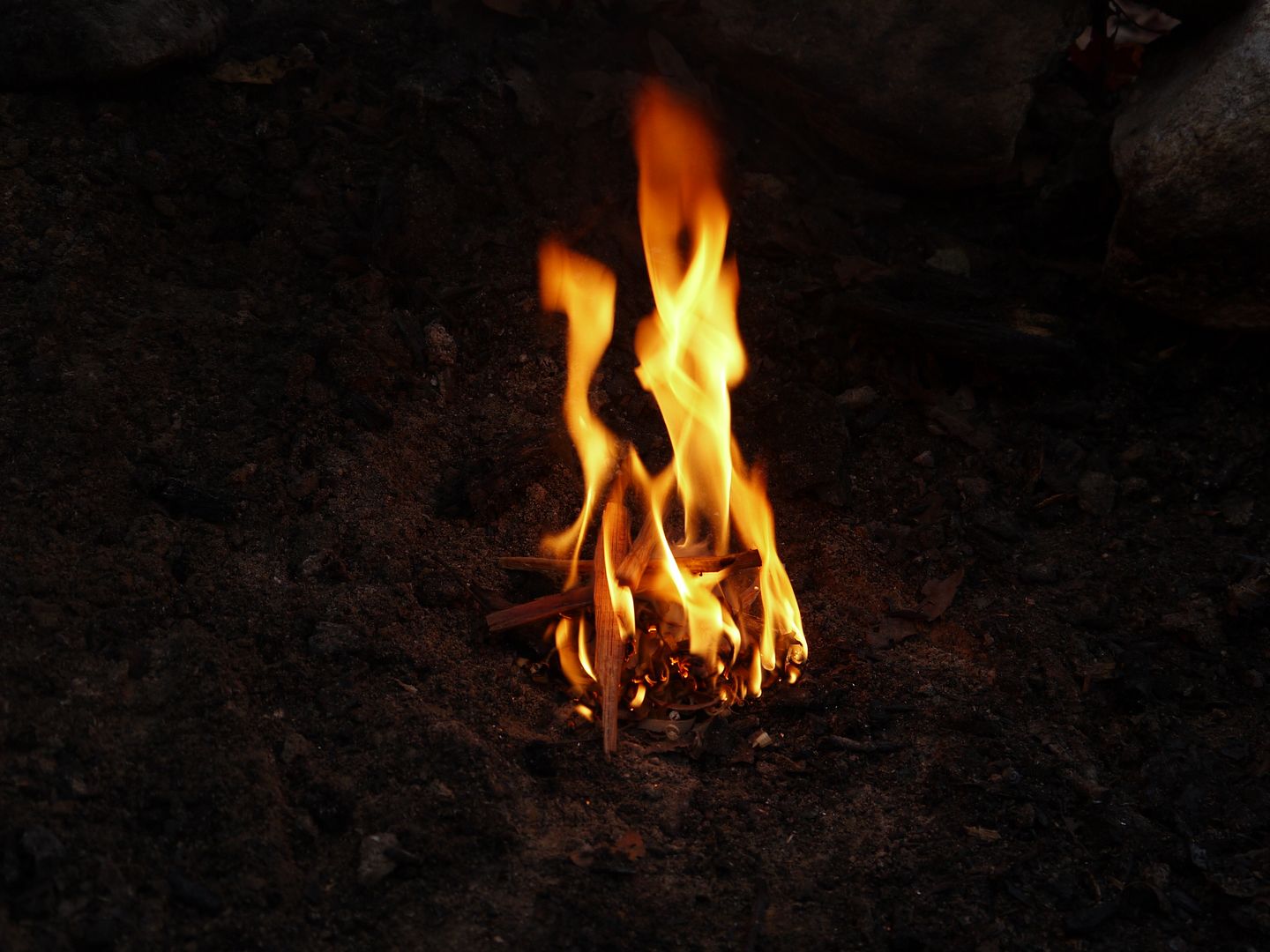 P1000445.jpg