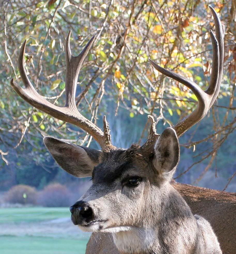 closeup.jpg