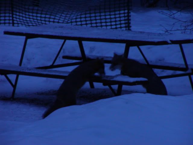 P1010053-1.jpg