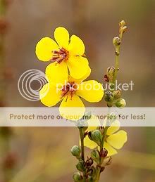 220px-Verbascum_sinuatum_August_200.jpg