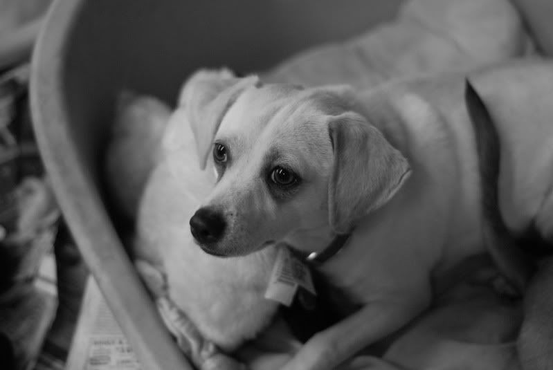 DSC_0003_zps519061e9.jpg