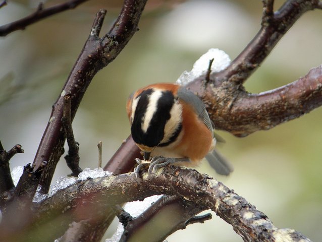 2010.02.01.r0020144.jpg