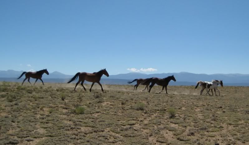 Horses_1.jpg