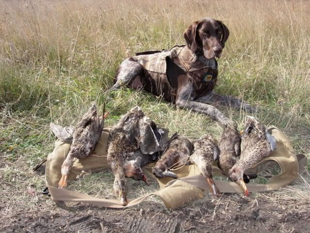 Ducks_Lakota2.jpg