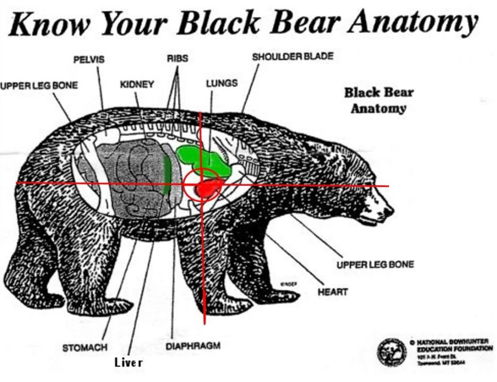 BEARANATOMYPicture1.jpg