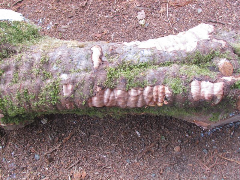 cs006.jpg
