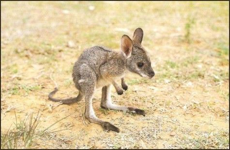 babykangaroo_zps0gsw2aai.jpg