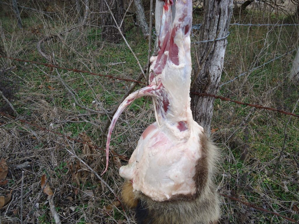 Trapping53.jpg