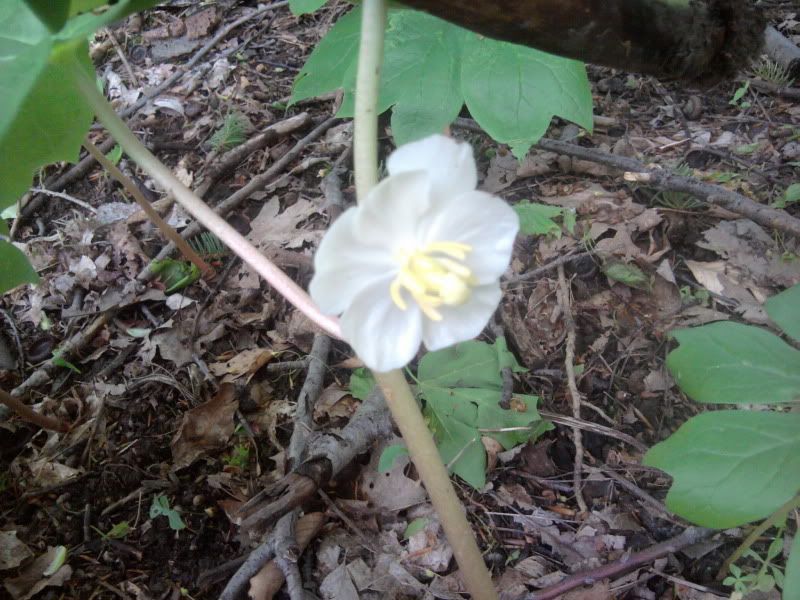 IMG_20110520_171002.jpg